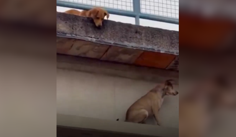 Cachorro Caramelo é Resgatado em Passarela com Ajuda de Outro Cão