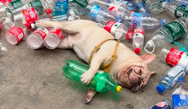 Cão que coleta garrafas na China é ameaçado de morte por grupo cruel