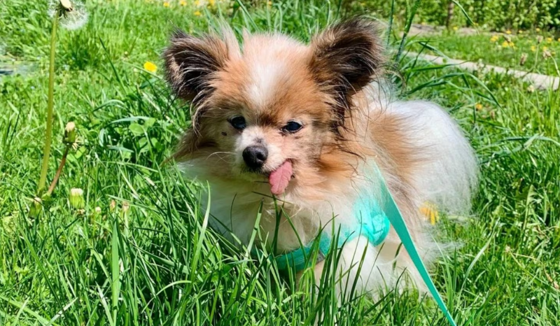 Cachorro de 31 anos pode se tornar o mais velho do mundo na França