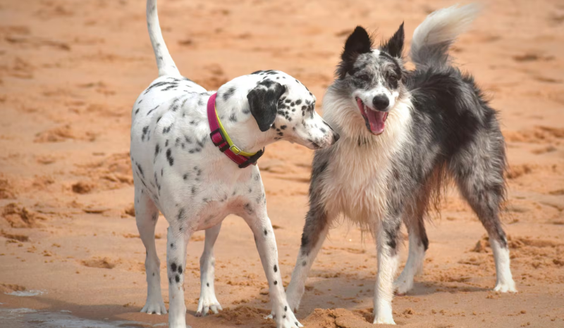 Pesquisa revela que cérebro dos cães diminuiu nos últimos 5 mil anos