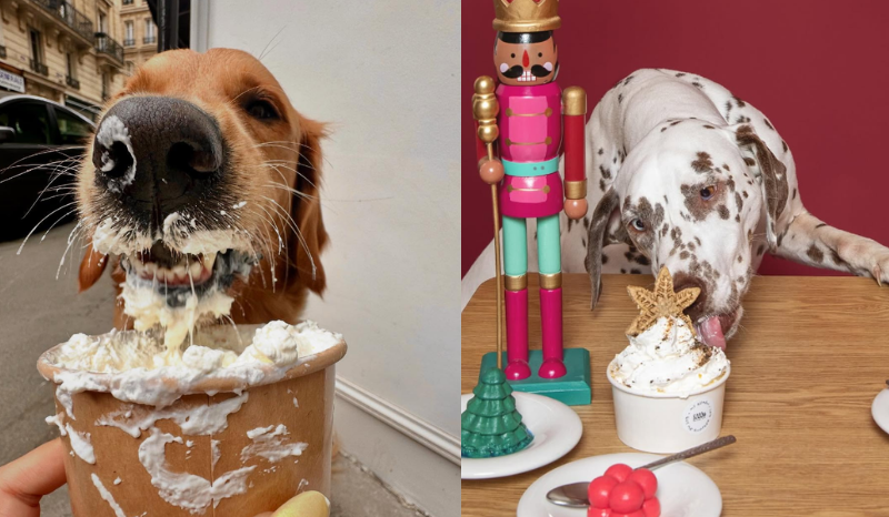 Cafeterias para cães conquistam Paris com delícias para pets