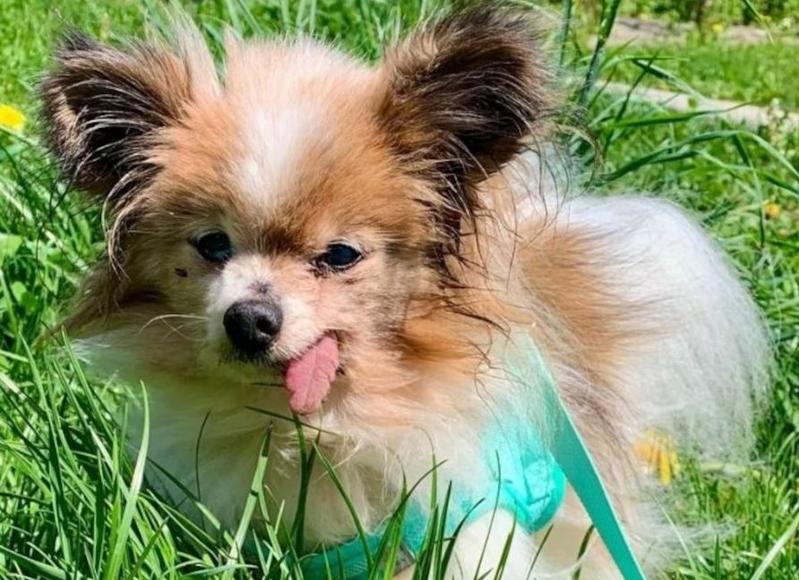 Lazare, o cão mais velho do mundo, falece semanas após seu tutor