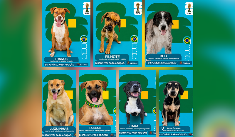 Cãovocação: Campanha de Adoção de Cães em Cerquilho no Clima da Copa