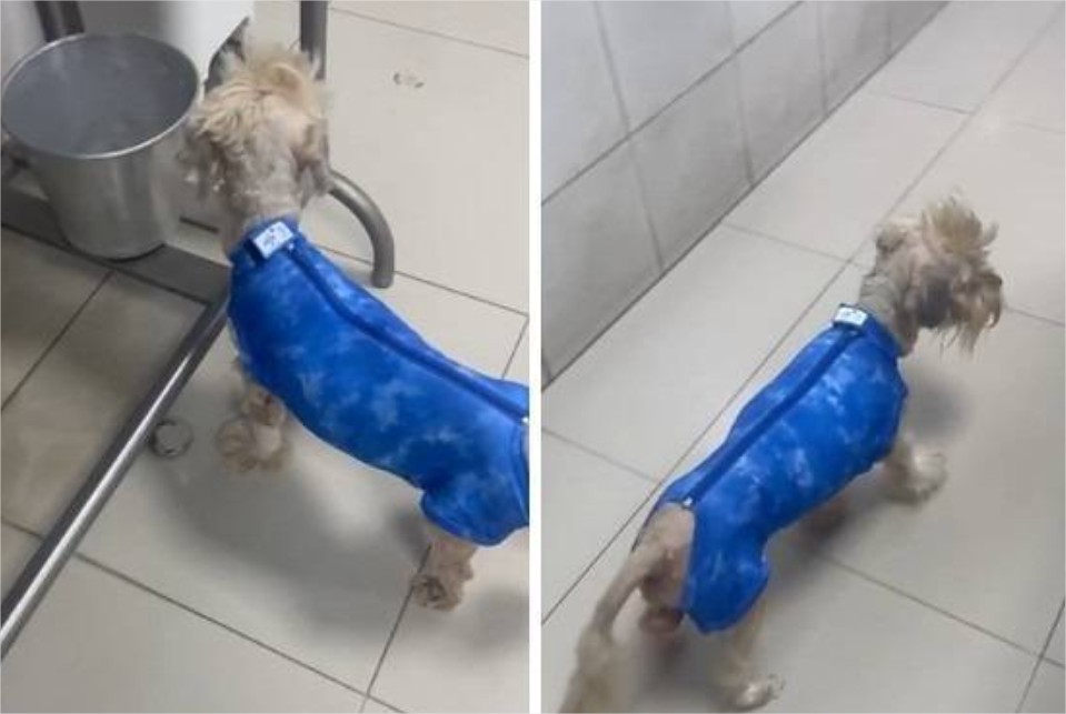 Cão Ted se recupera após queimaduras em pet shop clandestino em Cuiabá