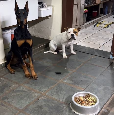Pets emocionam ao esperar oração antes da refeição em vídeo viral