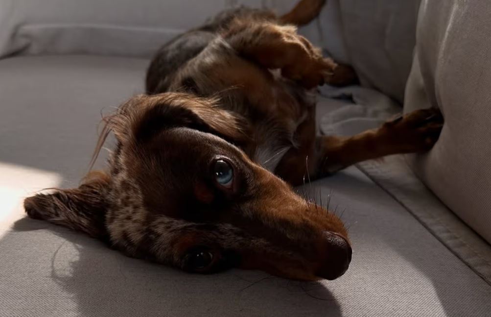 Granola, o cachorro que ajuda Piquerez na recuperação de lesão