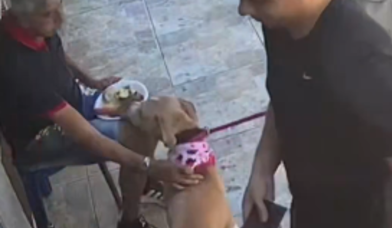 Câmeras registram cachorro pegando carne de morador na Cohab, em São Luís