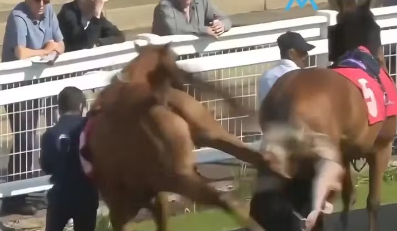 Assistente de hipismo é atingida por coice de cavalo em corrida no Reino Unido