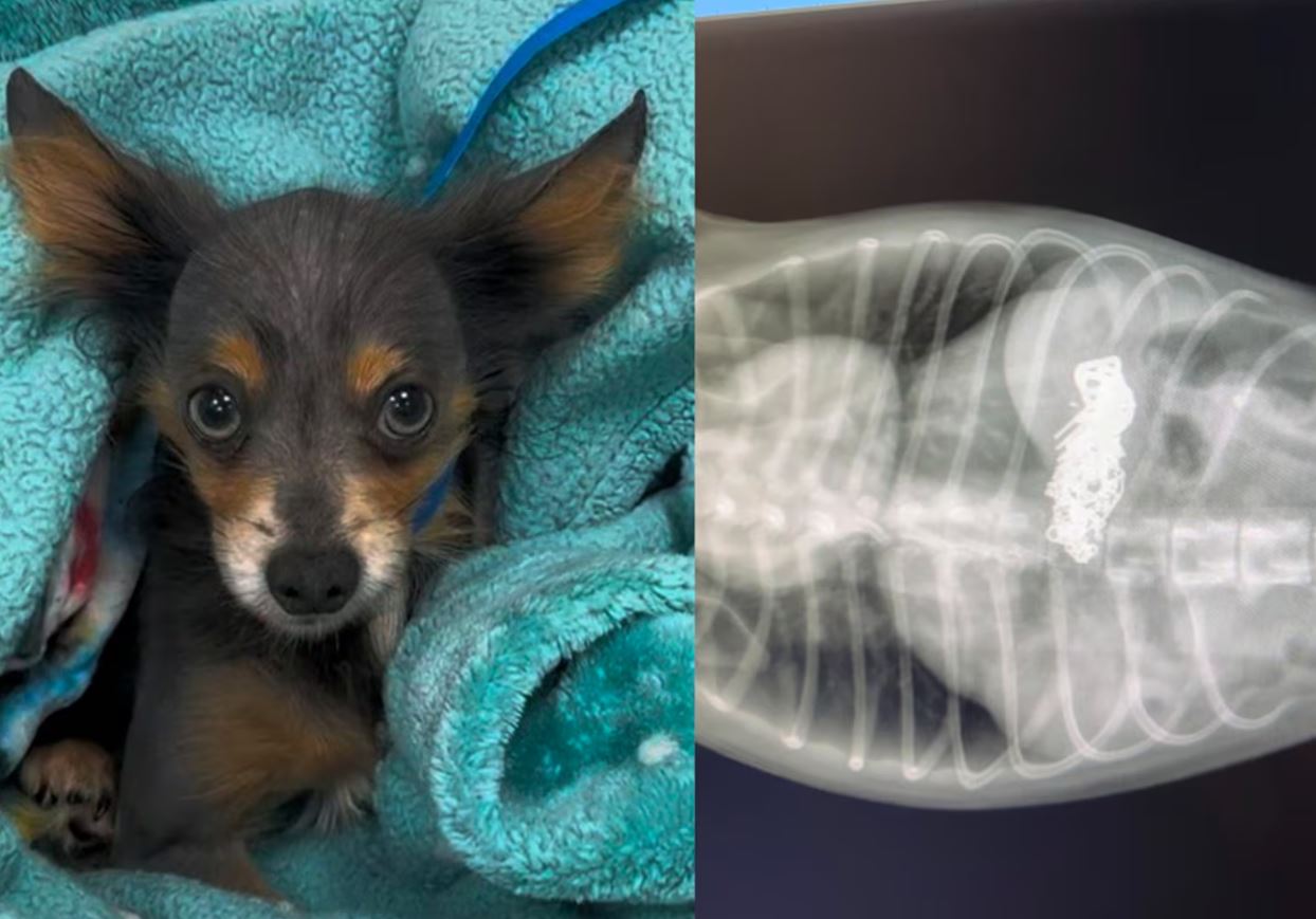 Veterinários resgatam cão de rua e encontram colar de ouro em seu estômago
