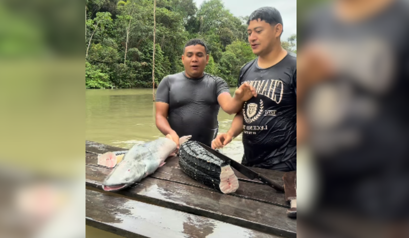 Influenciadores do AM Criam Receita Inusitada com Jacaré e Peixe Dourado