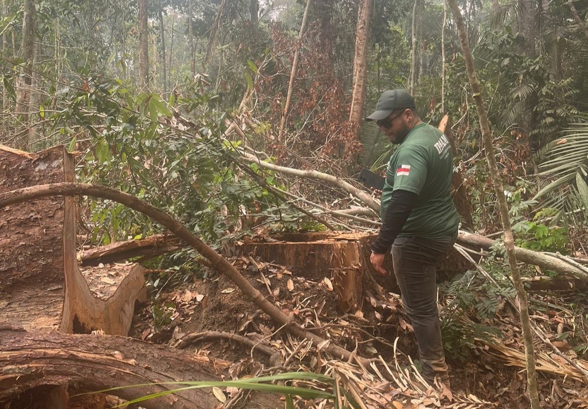Defeso Florestal 2026 encerra e manejo madeireiro é liberado em áreas licenciadas