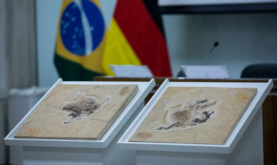 Brasil se mobiliza para recuperar fósseis e patrimônios em 14 países