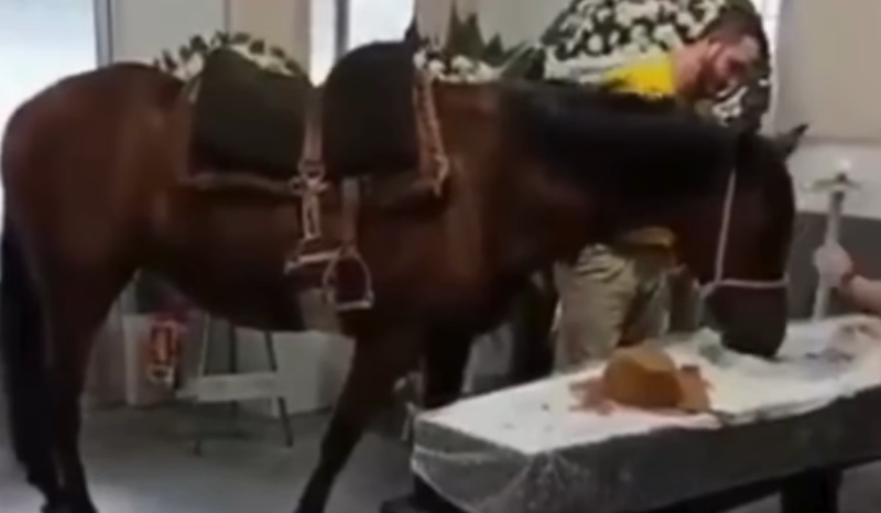 Egua emociona família durante velório de seu dono em Blumenau