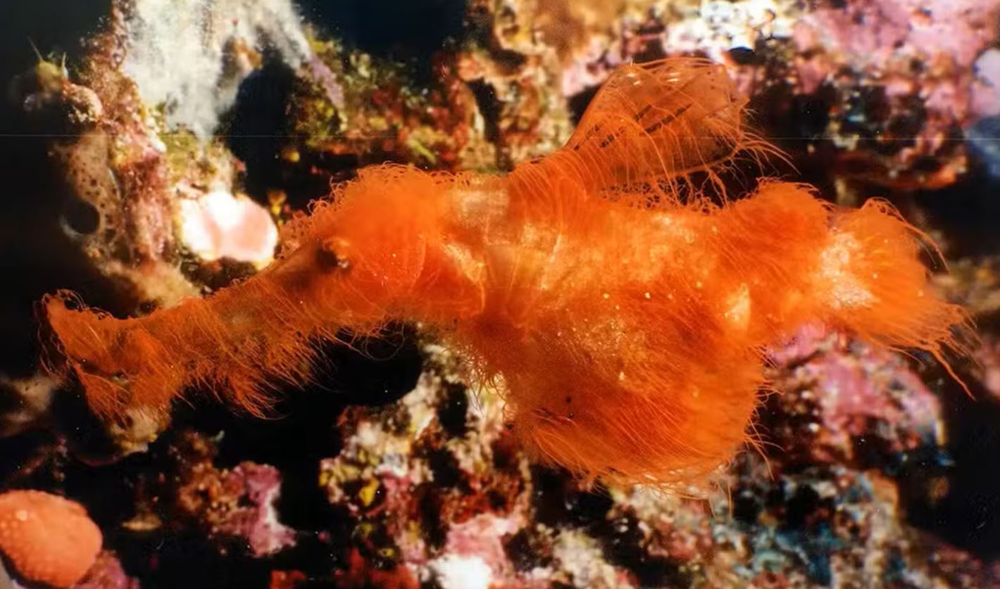 Cientistas nomeiam nova espécie de peixe em homenagem a personagem da Vila Sésamo
