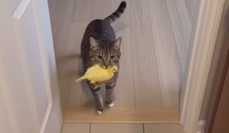 Gato surpreende ao resgatar passarinho ferido e emociona internautas