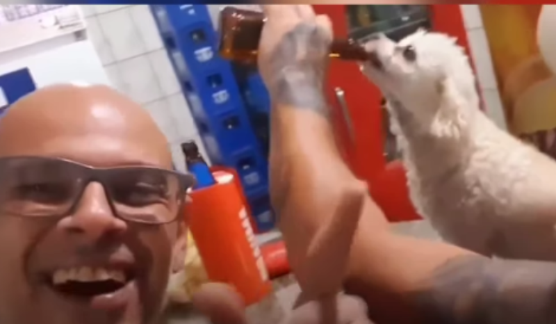 Homem é Investigado Após Filmar Cão Bebendo Cerveja em Bar de SP