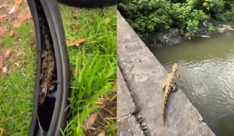 Motoboy resgata jacaré e viraliza na internet em Manaus; saiba mais
