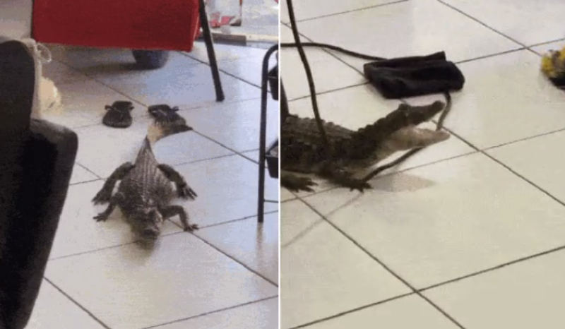 Jacaré surpreende clientes em estúdio de beleza em Cananéia; ASSISTA AO VÍDEO
