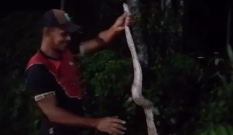 Morador se depara com jiboia em sua residência em Presidente Figueiredo