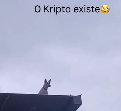 Vídeo de cachorro em laje observando Manaus viraliza nas redes sociais