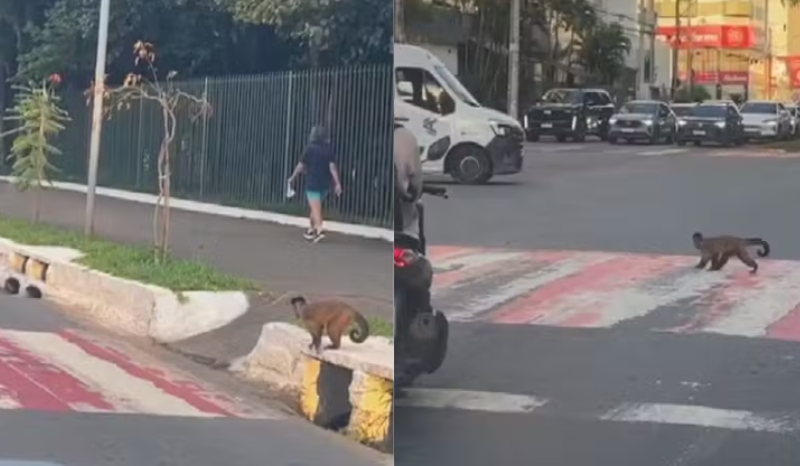 Macaco-prego atravessa faixa de pedestres e viraliza nas redes sociais
