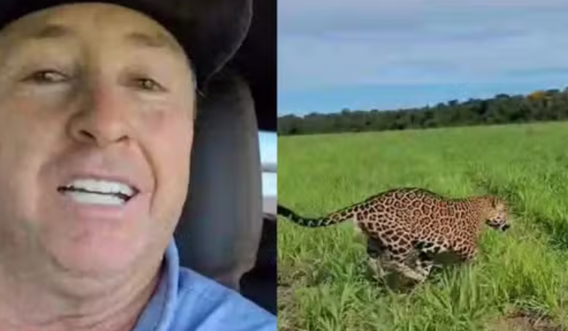 Onça-pintada corre ao lado de veículo em fazenda de Campo Novo do Parecis