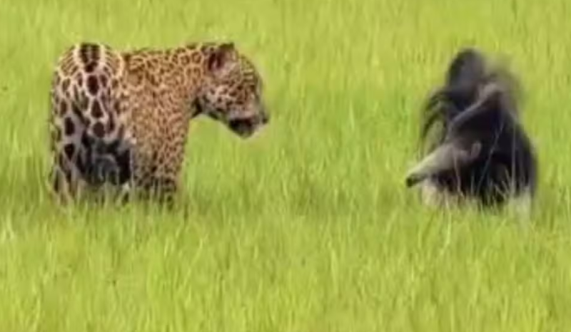Registro mostra onça-pintada e tamanduá-bandeira em encontro no Pantanal