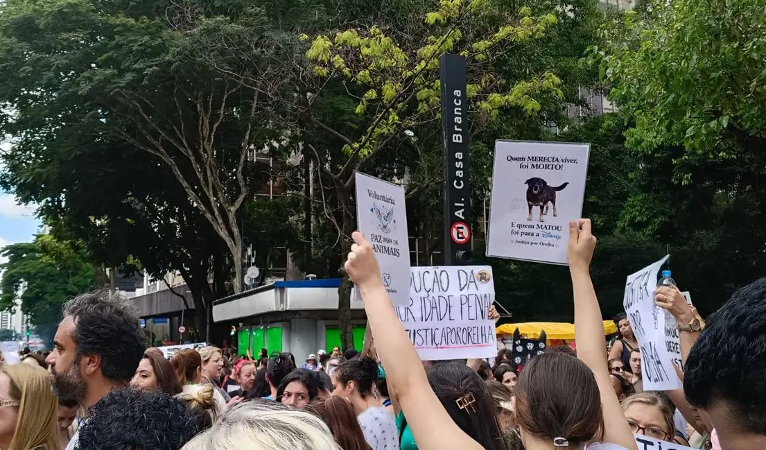 Justiça de SC arquiva caso do Cão Orelha a pedido do Ministério Público