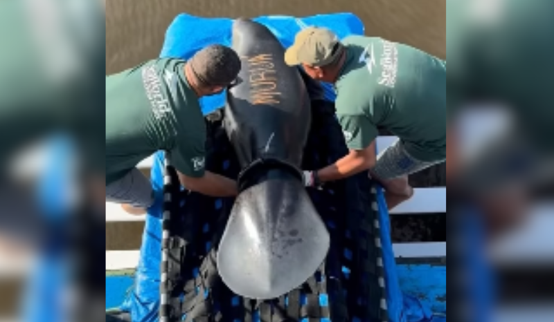 Filhotes de peixe-boi passam por reabilitação e são soltos na Amazônia