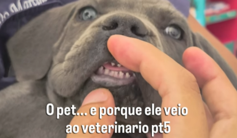 Veterinário mostra atendimentos inusitados e viraliza nas redes sociais