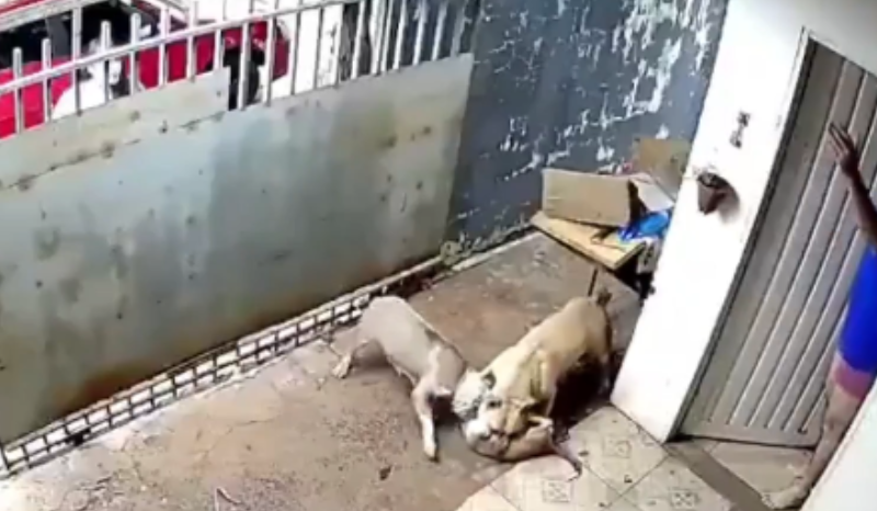 Vídeo mostra ataque brutal de pitbulls a filhote em Campo Grande