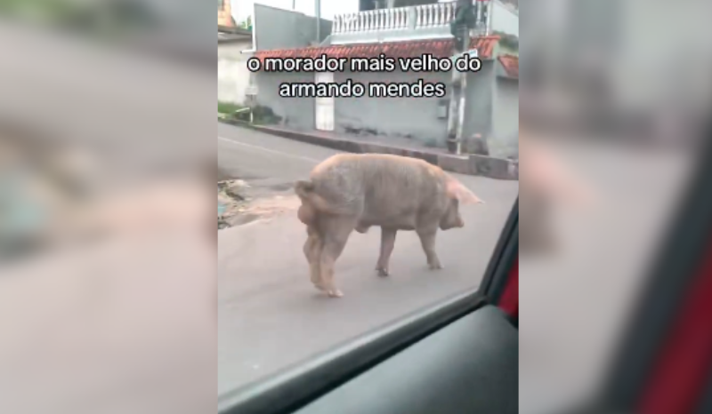 Porco é flagrado caminhando entre carros no bairro Armando Mendes, em Manaus