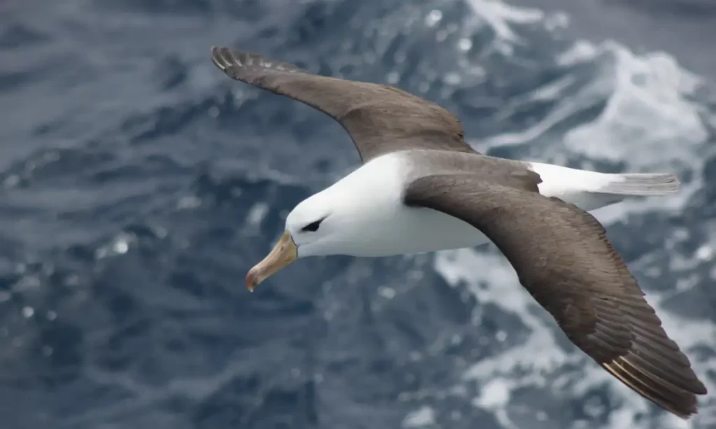 Mudanças na pesca são essenciais para salvar albatrozes ameaçados