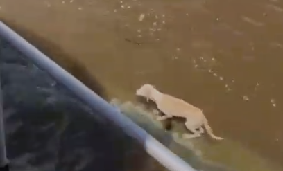 Cadela é resgatada no Rio Amazonas durante viagem para Parintins