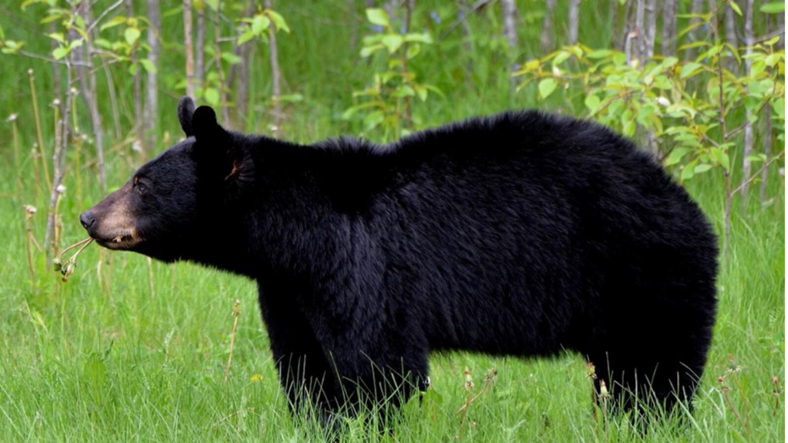 Adolescente é atacado por urso-negro em trilha popular de Washington