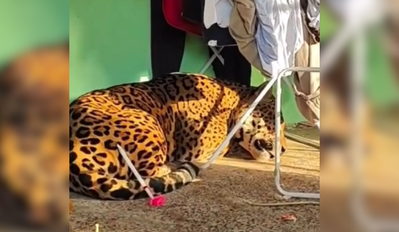 Morador é surpreendido por onça-pintada de 75 kg em Foz do Iguaçu