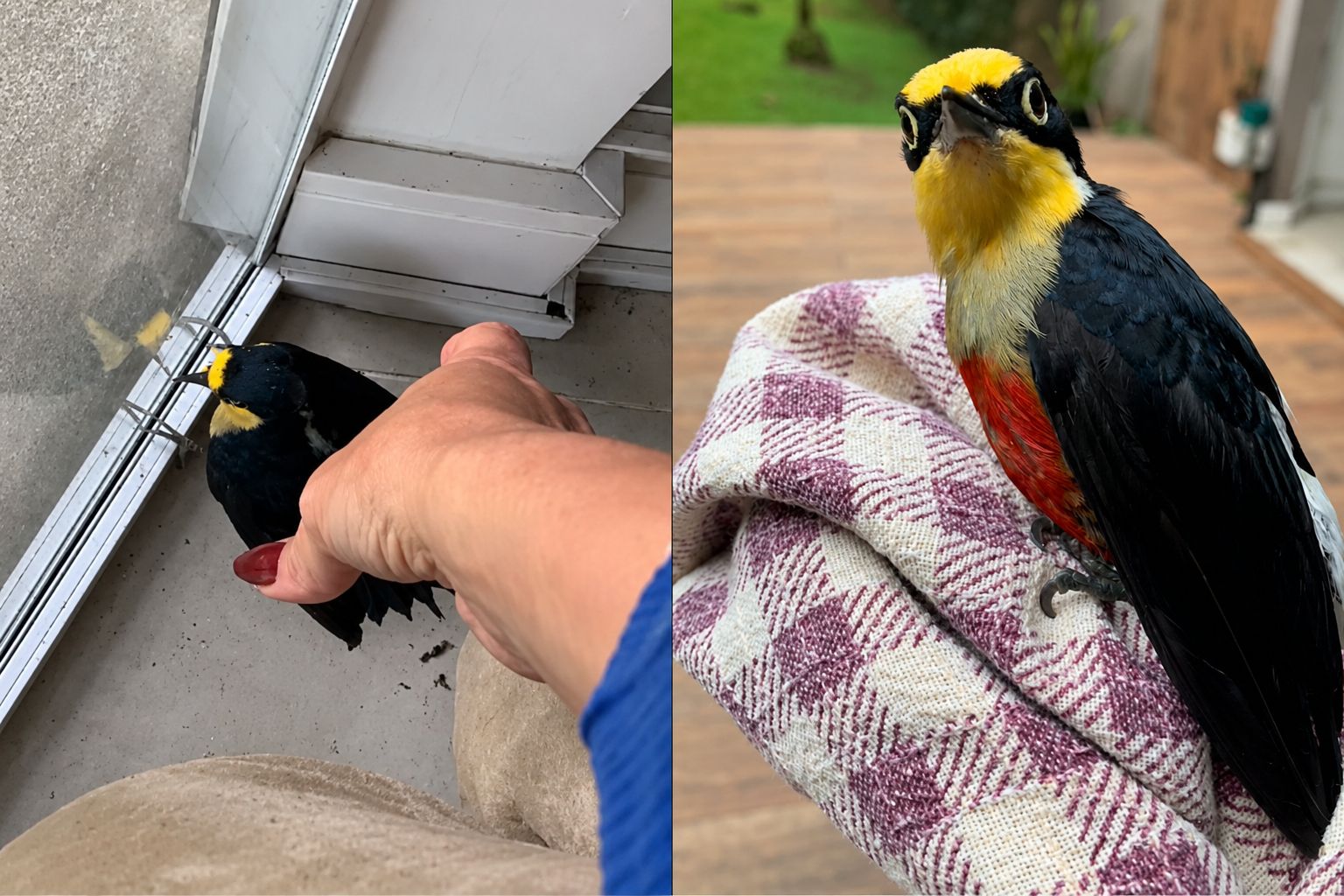 Moradora de Blumenau resgata pica-pau encontrado dentro de casa