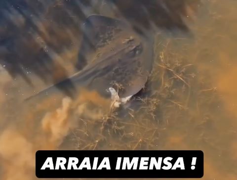 Arraia gigante é registrada por drone em afluente do Rio Araguaia