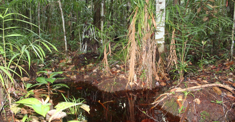 Estudo revela resistência da árvore Aldina heterophylla à seca e vulnerabilidade ao alagamento