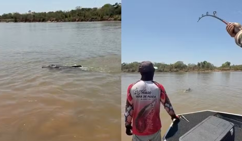 Guia de pesca registra captura acidental de boto-do-Araguaia em Goiás
