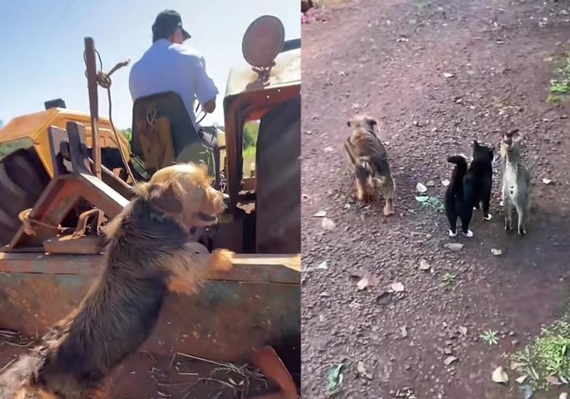 Cachorro Spencer se adapta à vida na fazenda em Jaraguá do Sul