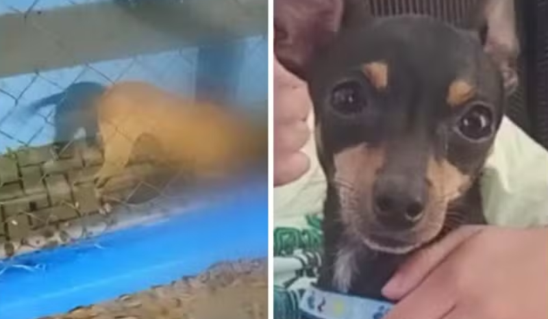 Pitbull ataca e mata Pinscher em praça de São José dos Campos