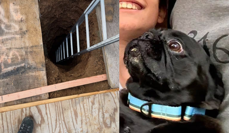 Cachorro desaparecido é resgatado de buraco de 6 metros na Califórnia
