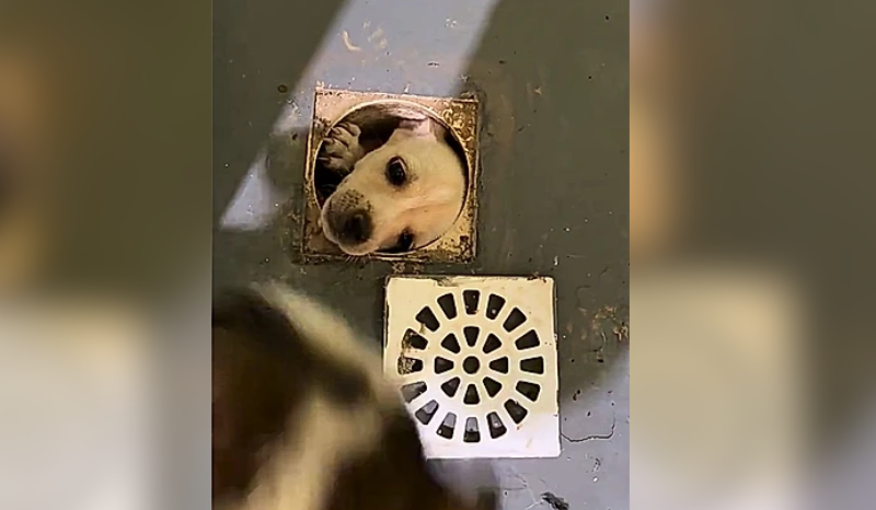 Filhote de cachorro preso em cano gera mobilização para resgate