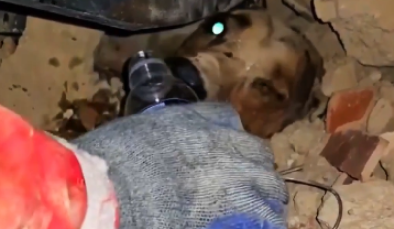 Cachorro é resgatado entre escombros na Venezuela após terremotos