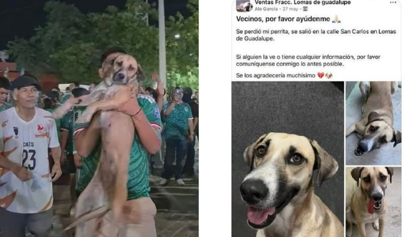 Cadela desaparecida é encontrada durante comemorações da Copa do Mundo