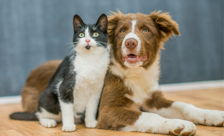 Pet Travel: Brasileiros podem solicitar autorização online para Argentina