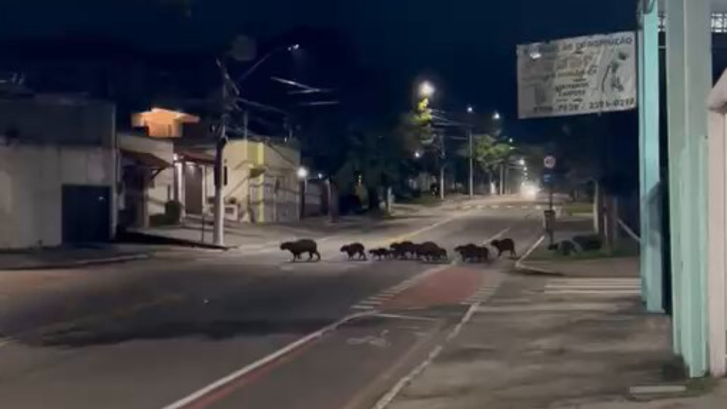 Grupo de 16 capivaras atravessa rua em Piratininga, Niterói