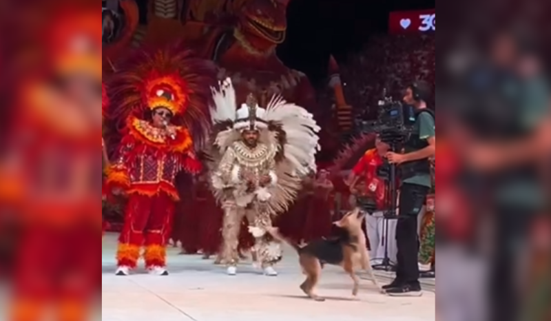 Cachorro caramelo faz sucesso durante apresentação do Garantido em Parintins