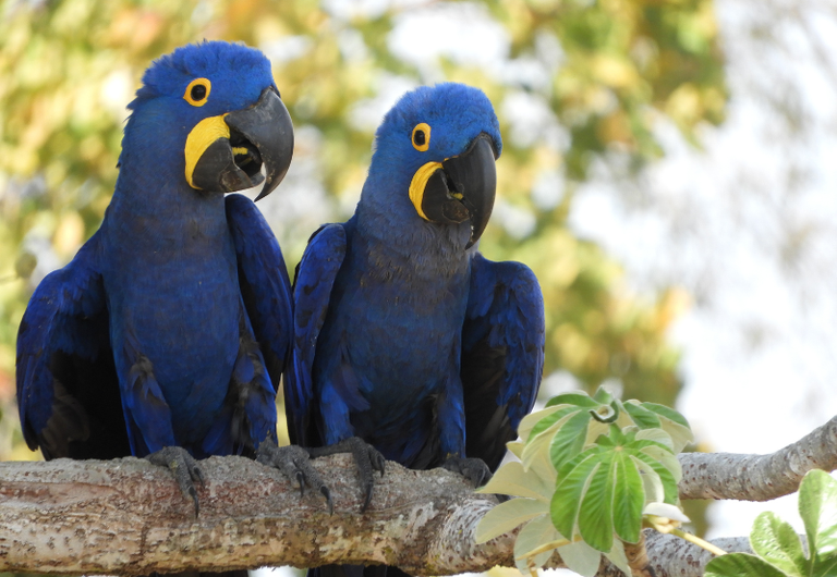 Atualização da Lista de Fauna Ameaçada inclui 180 novas espécies